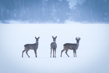 Three deer in the snow, three of them are standing in the snow.