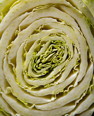 Sliced chinese cabbage close-up