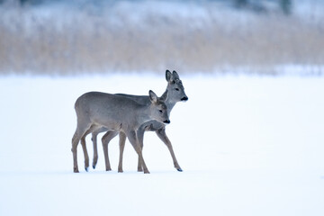 roe deer in winter in the snow, two deer in a snowy field © AnastasiiaAkh