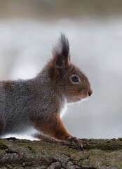 portrait of a red squirrel close-up