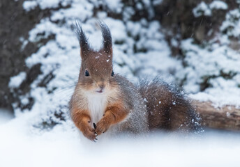 red squirrel in the snow