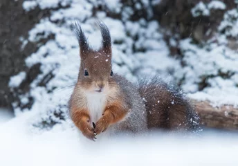 Keuken spatwand met foto red squirrel in the snow © AnastasiiaAkh