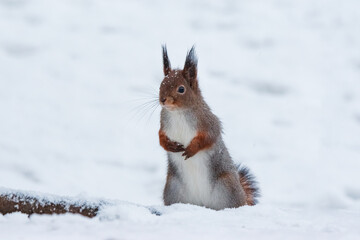 red squirrel stands on its hind legs in the snow in winter
