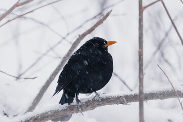 blackbird sits on a branch in the snow