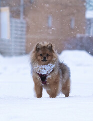 small pomeranian dog stands in the snow