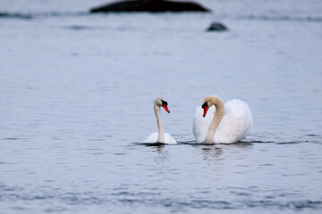 Two swans are swimming in the water.