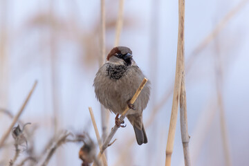 sparrow with a black face and a brown head is sitting on a branch