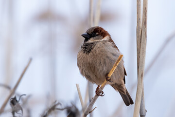 sparrow sits on a branch in a tree