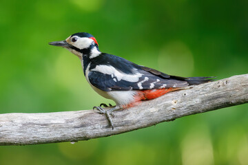 Great spotted woodpecker sitzt on the  branch