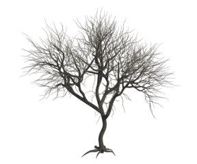 Albero con e senza foglie bianche, arancioni, verdi, gialle, rosse fondo trasparente e isolato