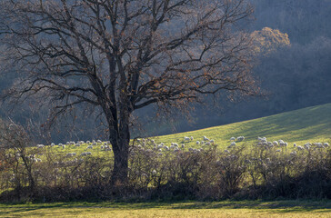 Troupeau de moutons dans une pâture en hiver