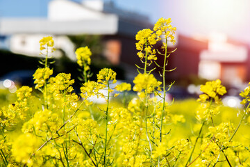 yellow flowers against  blue sky, copy spase, space for text