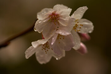 Sakura (Someiyoshino) under rain which is famous as Japanese cherry blossom, which bloomed a little early in 2023. In the city center of Shibuya and Meguro, Tokyo JAPAN