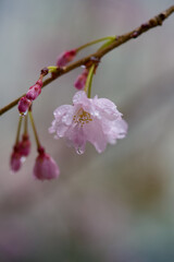 Sakura (Someiyoshino) under rain which is famous as Japanese cherry blossom, which bloomed a little early in 2023. In the city center of Shibuya and Meguro, Tokyo JAPAN