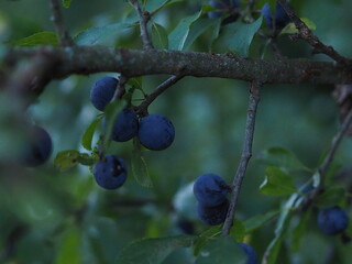 Niebieskie jagody Blue bluberries