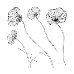 Flowers vector hand drawn illustration line art. Can be use for greeting cards designs, patterns, natural designs, flyers...