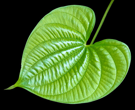 Feuille de hoffe en forme de c&oelig;ur, fond noir
