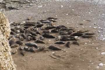 Colony of seals lying down on rocky sand in Flamborough Head. Beautiful wildlife area. Sea animals in a group. High quality photo