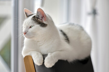 Cute white cat lying in grey armchair at home and looks out the window
