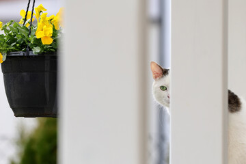 Cute white cat is watching and lurking behind the fence - 585699714