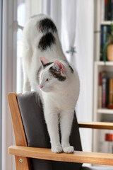 Cute white cat stretches in grey armchair at home and looks out the window