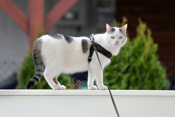 Cute white cat on a leash walks on the porch railing
