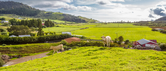 Campagne réunionnaise, plaine des Cafres