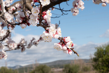 cherry blossom in spring