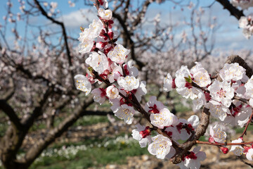 cherry tree blossom
