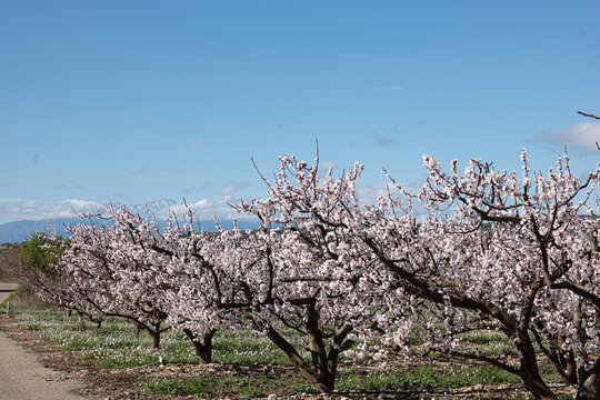 almond tree in bloom