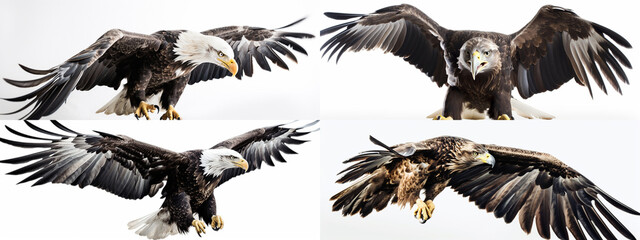 bird, eagle, animal, flying, nature, flight, wildlife, vulture, wings, beak, fly, hawk, sky, feather, wild, predator, white, raptor, wing, bird of prey, animals, isolated, feathers, generative ai
