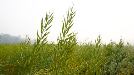 Mustard is a dicotyledonous plant of the Brassica or Crucifera family. It is an oilseed. Vast mustard fields of Bangladesh. Closeup photo of mustard seeds.