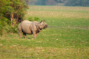 Indian one horned rhino or rhinoceros male in the grass land of Kaziranga national park in India