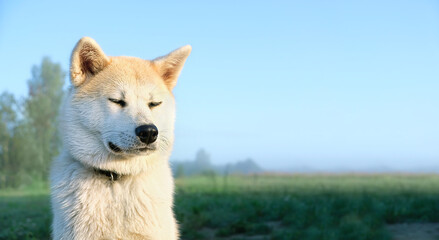 portrait of Akita inu dog close up on natural abstract background. cute red Japanese dog outdoor in summer day. concept of happy, active healthy pet life, care, protection for animals. banner