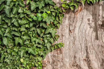 Old weathered wood texture with wild ivy leaves