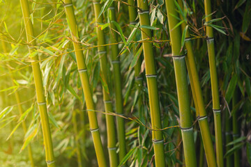 Natural dense green bamboo texture background