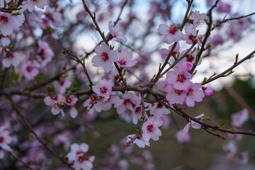 Almond tree branches with white blossoms and unfocused background in springtime