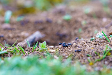 Ants walking on the ground next to their nest looking for food in macro close by