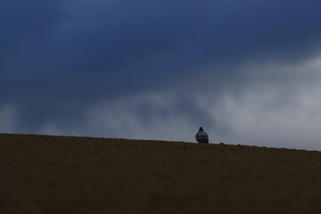 Naklejka na ściany i meble Pigeon on the horizon looking at the storm clouds in the background