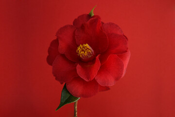 flower of camellia on a red background,