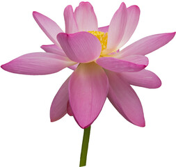 ピンクの古代ハス（Nelumbo nucifera）の花