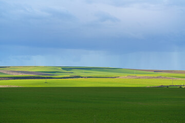 Green crop field with spring textures and blue rainy sky