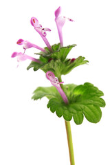 pink flowers of henbit isolated on a white background