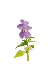 Fototapeta na wymiar purple flowers of nemesia isolated on a white background