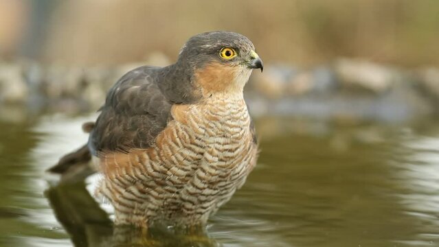 Adult male of Eurasian sparrow hawk bathing in a Mediterranean forest with the last light of a spring day