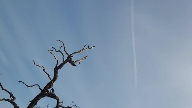 Dead tree against blue sky. Grunge art photo with tree branches and copy space. 