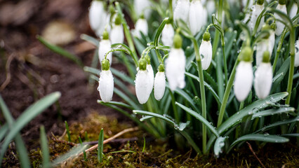 First spring snowdrop flowers. Water drops. Horizontal banner
