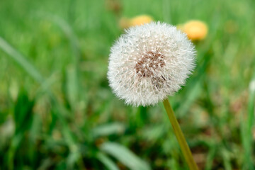 Obraz premium White dandelions in green grass background. Beauty in nature. Wide up view. Springtime. Herbal meadow. Lawn weeds. Reach for the sun. Fluffy blowball. Countryside freshness