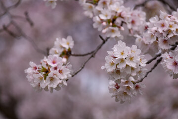公園の桜