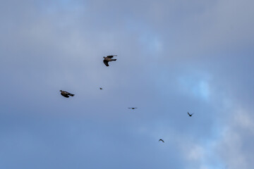 Vultures and birds flying through the blue sky in flocks